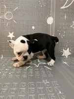 Moon, a female Frenchton for sale in Indianapolis, IN – Photo 3 of 10