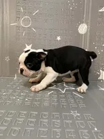 Moon, a female Frenchton for sale in Indianapolis, IN – Photo 2 of 10