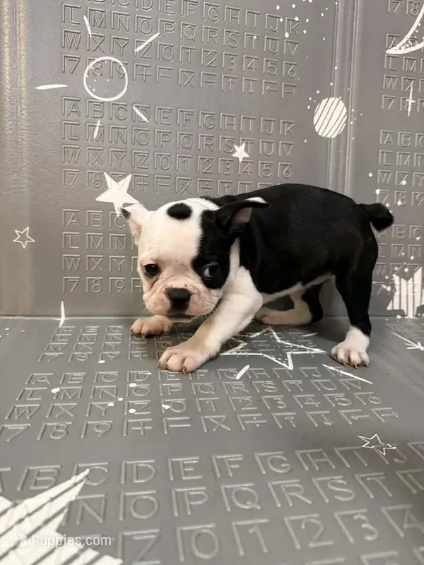 Moon – Frenchton puppy for sale in Indianapolis, IN
