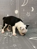 Moon, a female Frenchton for sale in Indianapolis, IN – Photo 4 of 10