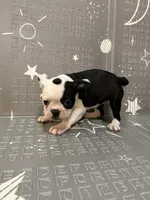 Moon, a female Frenchton for sale in Indianapolis, IN – Photo 9 of 10