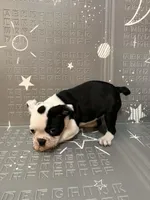 Moon, a female Frenchton for sale in Indianapolis, IN – Photo 10 of 10