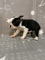 Moon, a female Frenchton for sale in Indianapolis, IN – Photo 6 of 10