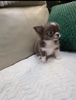 Mickey, a male Chihuahua for sale in Indianapolis, IN – 8 of 8