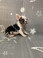 Thunder, a male French Bulldog for sale in Indianapolis, IN – Photo 3 of 10