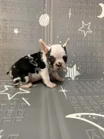 Thunder, a male French Bulldog for sale in Indianapolis, IN – Photo 10 of 10