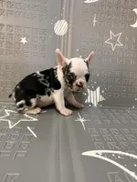 Thunder, a male French Bulldog for sale in Indianapolis, IN – Photo 5 of 10