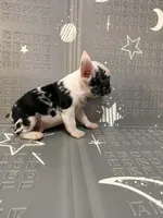 Thunder, a male French Bulldog for sale in Indianapolis, IN – Photo 2 of 10