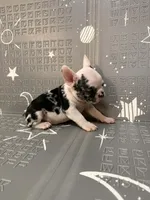 Thunder, a male French Bulldog for sale in Indianapolis, IN – Photo 6 of 10