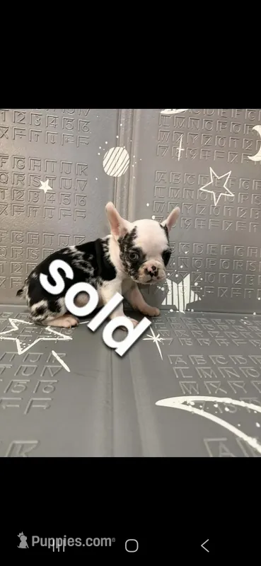 Thunder – French Bulldog puppy for sale in Indianapolis, IN