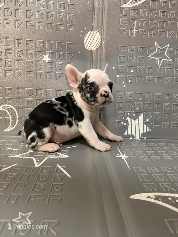 Thunder – French Bulldog puppy for sale in Indianapolis, IN