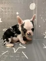 Thunder, a male French Bulldog for sale in Indianapolis, IN – Photo 7 of 10