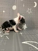 Thunder, a male French Bulldog for sale in Indianapolis, IN – Photo 9 of 10