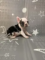 Thunder, a male French Bulldog for sale in Indianapolis, IN – Photo 8 of 10