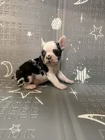 Thunder, a male French Bulldog for sale in Indianapolis, IN – Photo 4 of 10