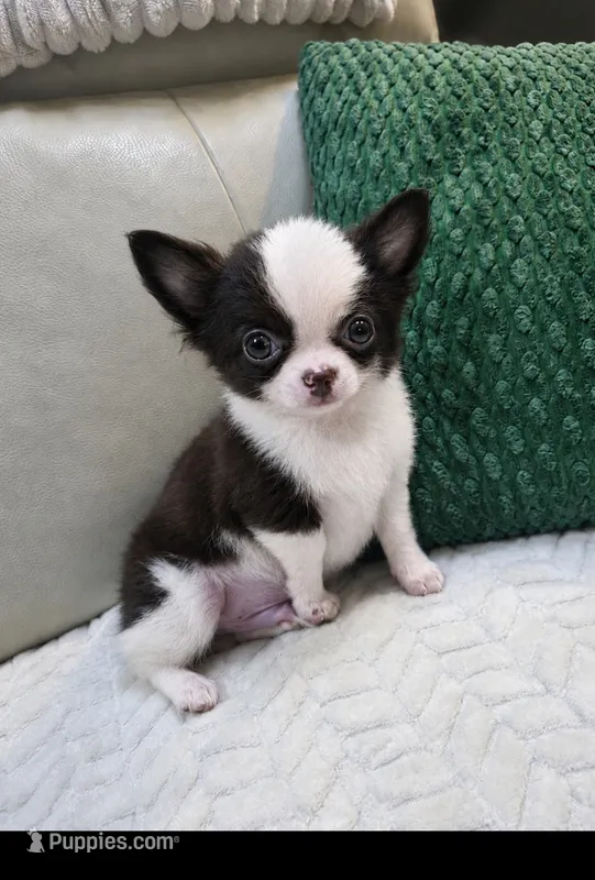 Bear  – Chihuahua puppy for sale in Indianapolis, IN