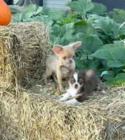 Boo, a male Chihuahua for sale in Indianapolis, IN – 6 of 7