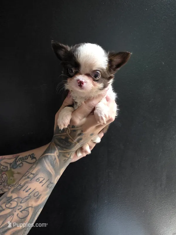 Brownie  – Chihuahua puppy for sale in Indianapolis, IN