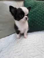 Bear , a male Chihuahua for sale in Indianapolis, IN – 9 of 10