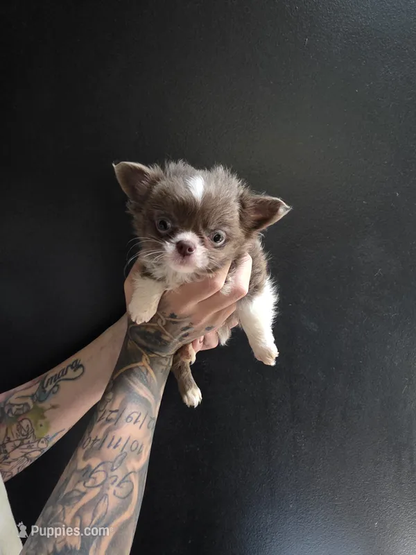 Bluey – Chihuahua puppy for sale in Indianapolis, IN