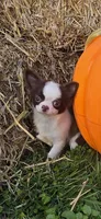 Pumpkin , a male Chihuahua for sale in Indianapolis, IN – 3 of 10