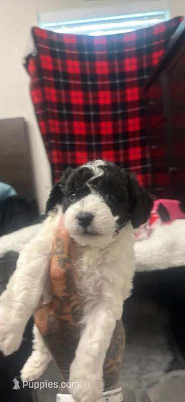 Diamond – Poodle - Miniature  puppy for sale in Greenville, TX