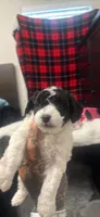Diamond, a female Poodle - Miniature  for sale in Greenville, TX – 1 of 4