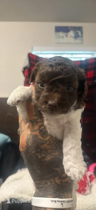 Sparkle – Poodle - Miniature  puppy for sale in Greenville, TX