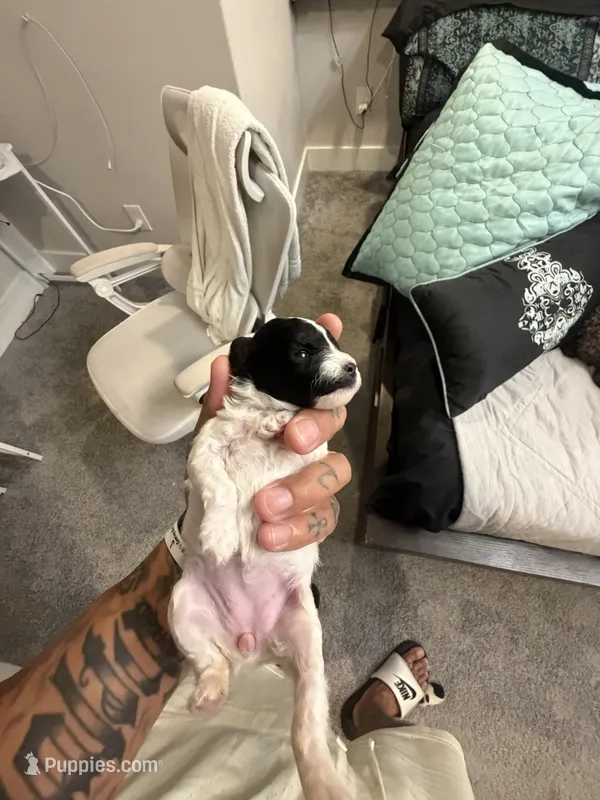 Glitter – Poodle - Miniature  puppy for sale in Greenville, TX