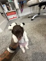 Sparkle, a female Poodle - Miniature  for sale in Greenville, TX – 4 of 5