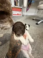 Sparkle, a female Poodle - Miniature  for sale in Greenville, TX – 3 of 5