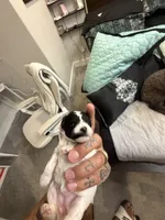 Glitter, a female Poodle - Miniature  for sale in Greenville, TX – 2 of 4