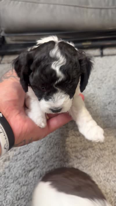 Diamond, a female Poodle - Miniature  for sale in Greenville, TX – 4 of 4