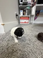 Diamond, a female Poodle - Miniature  for sale in Greenville, TX – 2 of 4