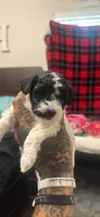 Glitter, a female Poodle - Miniature  for sale in Greenville, TX – 3 of 4