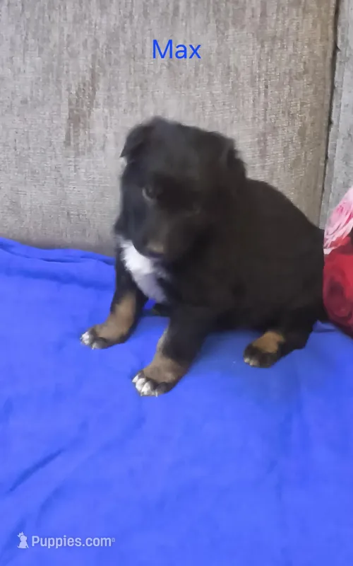 Max – Border Collie, German Shepherd Dog puppy for sale in Des Moines, IA