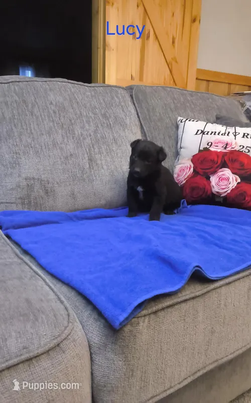 Lucy – Border Collie, German Shepherd Dog puppy for sale in Des Moines, IA