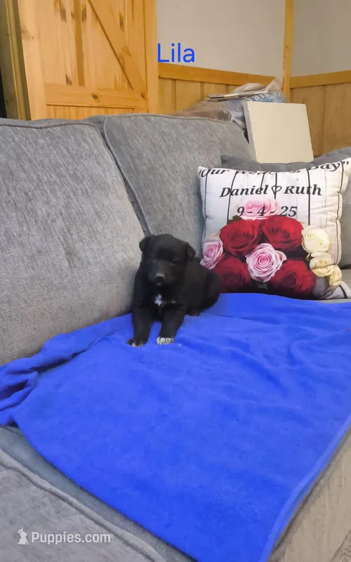 Lila – Border Collie, German Shepherd Dog puppy for sale in Des Moines, IA