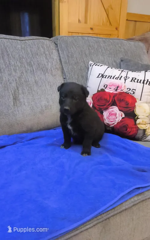 Smoky – Border Collie, German Shepherd Dog puppy for sale in Des Moines, IA