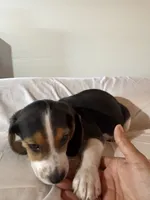 Blue , a male Beagle for sale in Moore, TX – 2 of 3