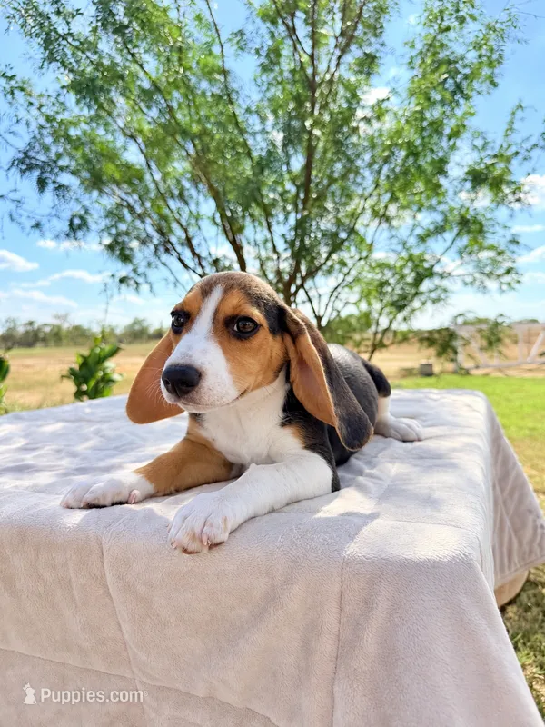 Yellow – Beagle puppy for sale in Moore, TX