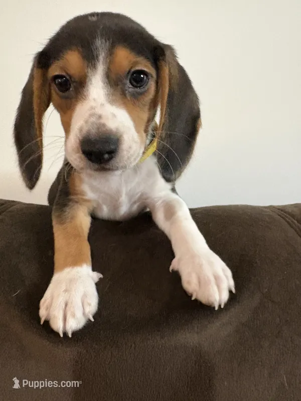 Yellow – Beagle puppy for sale in Moore, TX