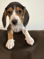 Yellow, a female Beagle for sale in Moore, TX – 1 of 2