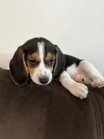 Purple, a female Beagle for sale in Moore, TX – 2 of 3