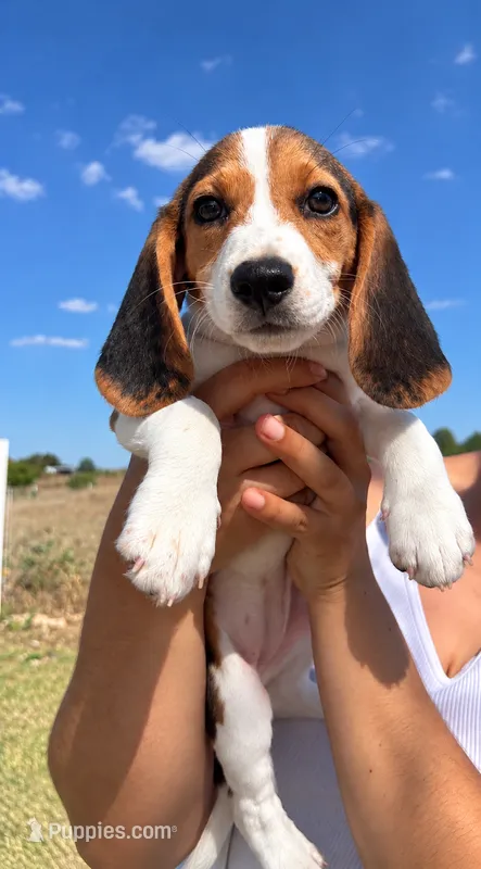 Green – Beagle puppy for sale in Moore, TX