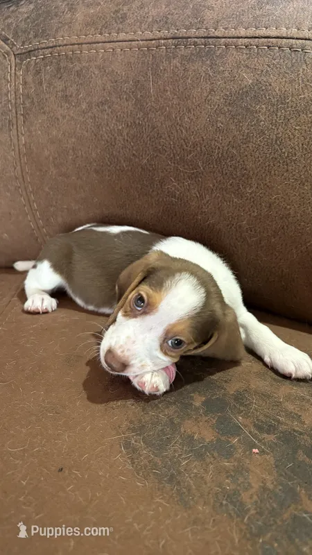 Lemon – Beagle puppy for sale in Moore, TX