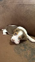 Lemon, a female Beagle for sale in Moore, TX – 1 of 3