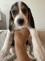 Red, a male Beagle for sale in Moore, TX – 1 of 2