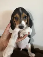 Brown, a male Beagle for sale in Moore, TX – 2 of 3