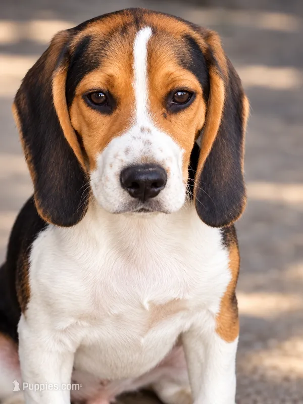 Blue  – Beagle puppy for sale in Moore, TX